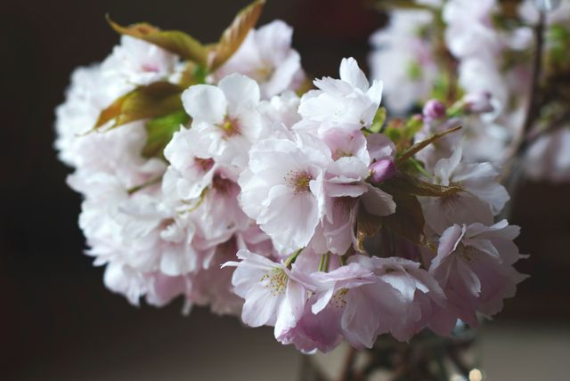 Close Up of Blooming Cherry Blossoms on Dark Background - Download Free Stock Photos Pikwizard.com