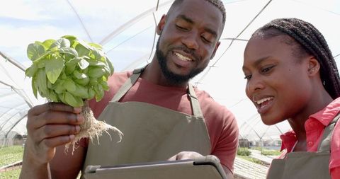 Agricultural Entrepreneurs Reviewing Hydroponics Technology with Tablet