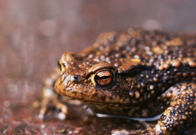 This vibrant image features a toad with detailed, bumpy skin and striking orange eyes, making it ideal for educational materials, wildlife articles, or nature journals. The focus on the toad conveys an intimate perspective on amphibian life.