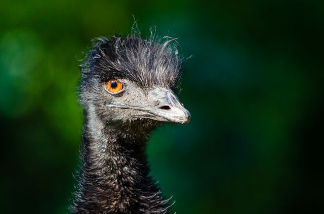 Close-Up of an Emu with Striking Orange Eyes Against Blurred Green Background - Download Free Stock Photos Pikwizard.com