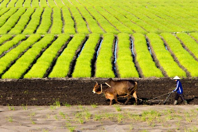Farmer Plowing Rice Field with Ox in Rural Asia - Download Free Stock Photos Pikwizard.com
