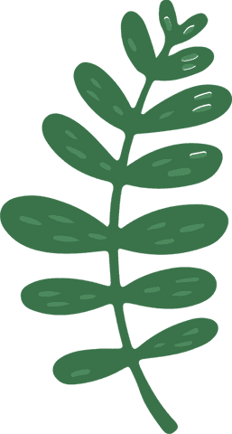 greenery botanical illustration with transparent background - Download Free Stock Videos Pikwizard.com