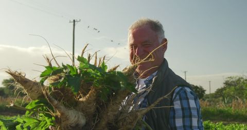 Senior Farmer Harvesting Fresh Produce in Sunny Field