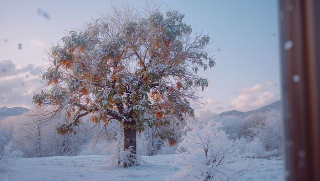 Frost-embraced tree in serene winter landscape