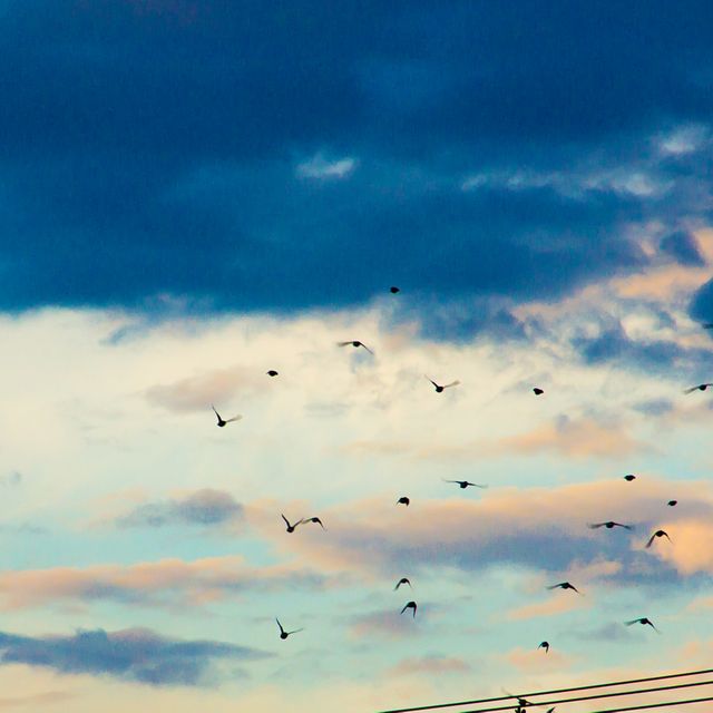 Scene captures a flock of birds soaring across an evening sky filled with dramatic clouds during sunset. Perfect for themes related to freedom, nature, travel, and tranquility. Ideal for use in environmental, contemplative, or inspirational content.