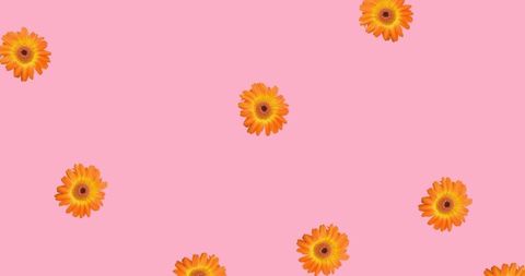 Vibrant orange flowers on pink background digital pattern