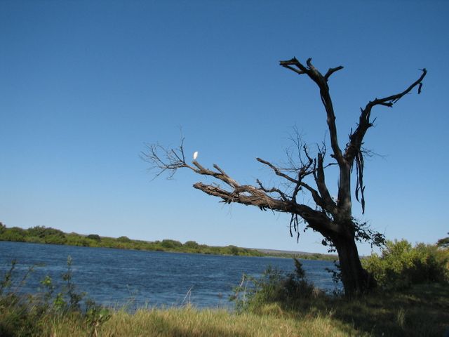 Bird Perched on Bare Tree Branch by Lake - Download Free Stock Photos Pikwizard.com