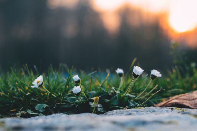 A close-up view of small daisies on green grass with a sunset background. Perfect for nature-themed projects, floral designs, and creating a peaceful, dreamy atmosphere. Ideal for backgrounds, postcards, and wall art.