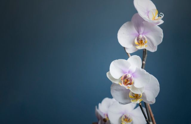 Close-up of White Orchid with Purple Center on Blue Background - Download Free Stock Photos Pikwizard.com