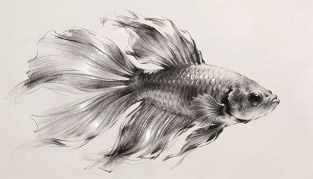 Graceful betta fish charcoal sketch with flowing fins and metallic scale highlights
