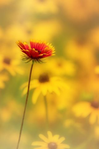 Red and yellow gaillardia standing tall amid golden black-eyed susans