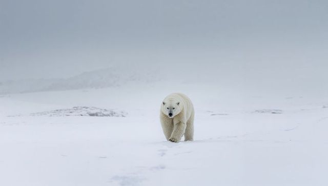 Walking lone polar bear crossing vast snow-covered Arctic plain leaving deep footprints