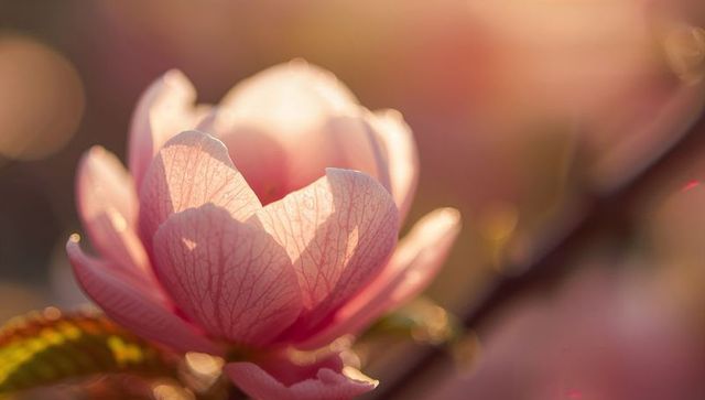 Sunlit pink blossom revealing sheer veined petals macro closeup with warm bokeh