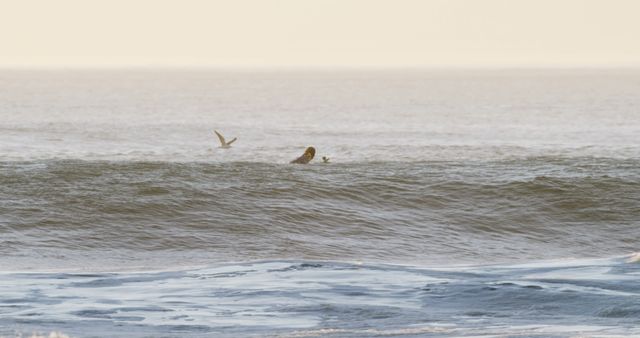 Surfers enjoying waves against a serene sunset backdrop with seabirds flying above. Perfect for use in beach lifestyle promotions, adventure travel articles, water sports advertisements, coastal scenery websites, and nature conservation content.