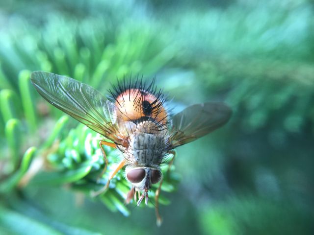 Detailed close-up of a fly resting on a pine needle. This nature photograph showcases the intricate details of the fly, including its wings and body hairs, making it ideal for educational materials, biological research presentations, blogs on insects or wildlife, and materials focusing on the beauty of nature even in small creatures.