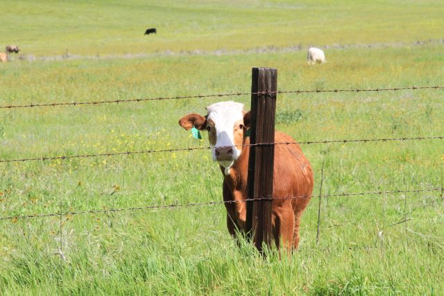 Cow Standing Near Barbed Wire Fence in Open Field - Download Free Stock Photos Pikwizard.com