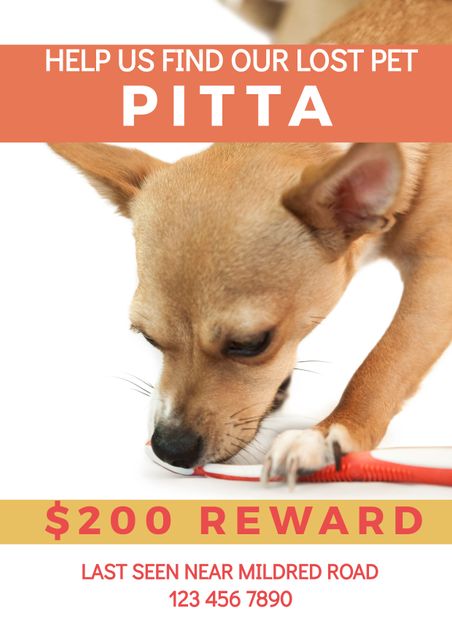 Use this announcement for creating posters and flyers to help find a missing pet. Features a reward offer with specific contact details and location for last seen. Perfect for community bulletin boards, online posts, and neighborhood distributions.