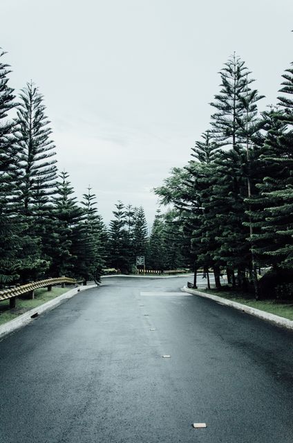 Empty Road Surrounded by Pine Trees on Overcast Day - Download Free Stock Photos Pikwizard.com