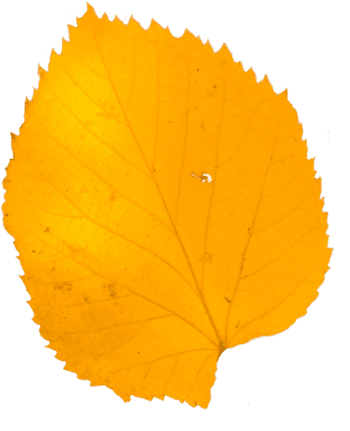 Transparent Close-up Yellow Autumn Leaf Isolated on White Background - Download Free Stock Videos Pikwizard.com