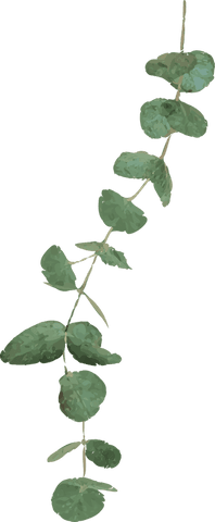 minimalist eucalyptus branch with transparent leaves - Download Free Stock Videos Pikwizard.com