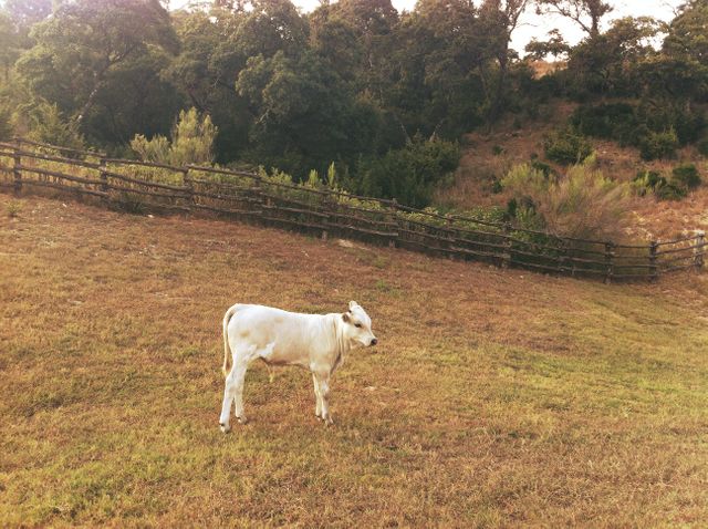 This image shows a young white calf standing alone in a grassy field with a wooden fence in the background. The rustic rural landscape and serene surroundings make it ideal for concepts like farming, rural life, agriculture, and nature-themed projects. Can be used in advertisements for farms, agricultural products, or educational materials about livestock.