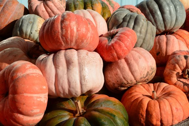 These colorful heirloom pumpkins display various shapes and hues, creating an eye-catching arrangement perfect for autumn-themed projects. Ideal for use in seasonal promotions, farm produce, and rustic decor inspirations. Use these vibrant gourds imagery for blog posts, advertisements, or social media content centered around harvest seasons, Thanksgiving themes, and festive decorations.