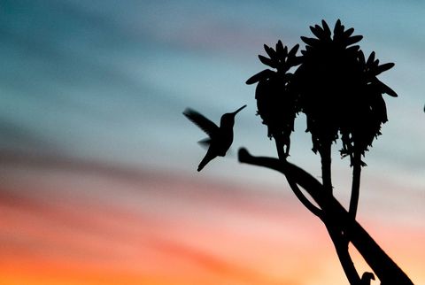 Silhouetted Hummingbird and Flower Against Vibrant Sunset