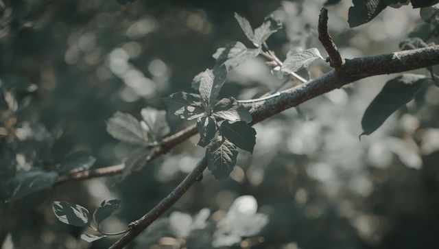 Moss-laced woodland branch with veined leaves and soft bokeh macro texture muted tones