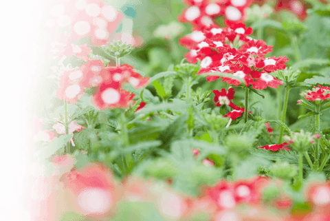transparent red flowers with green leaves in bloom - Download Free Stock Videos Pikwizard.com
