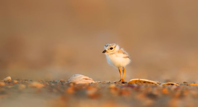 Cute Piping Plover Chick Standing on Sandy Beach - Download Free Stock Photos Pikwizard.com