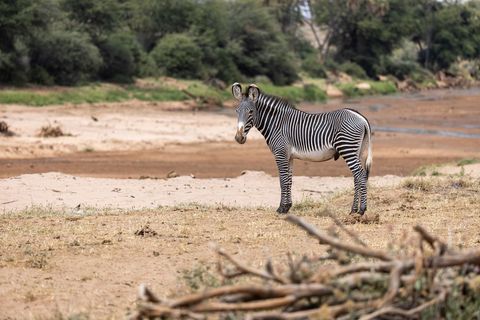Striped Zebra Standing in African Savanna Landscape