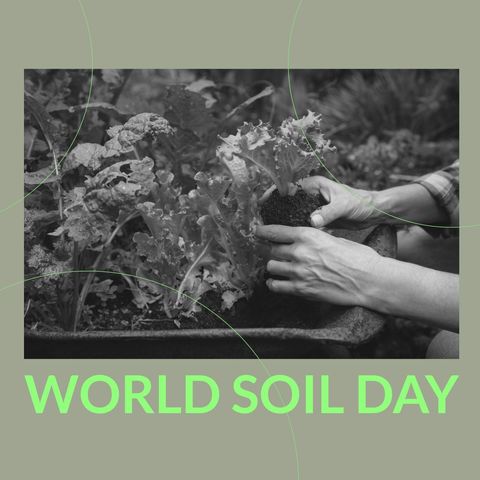 Hands Nurturing Plant for World Soil Day Celebration - Download Free Stock Templates Pikwizard.com