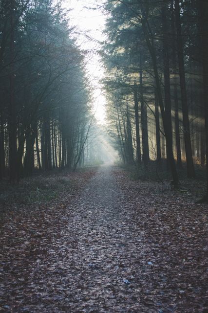 Misty Forest Path with Sunbeams Shining Through Trees - Download Free Stock Photos Pikwizard.com