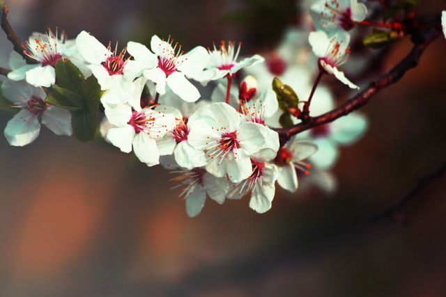 Close-up of Blossoming White Cherry Flowers in Spring - Download Free Stock Photos Pikwizard.com