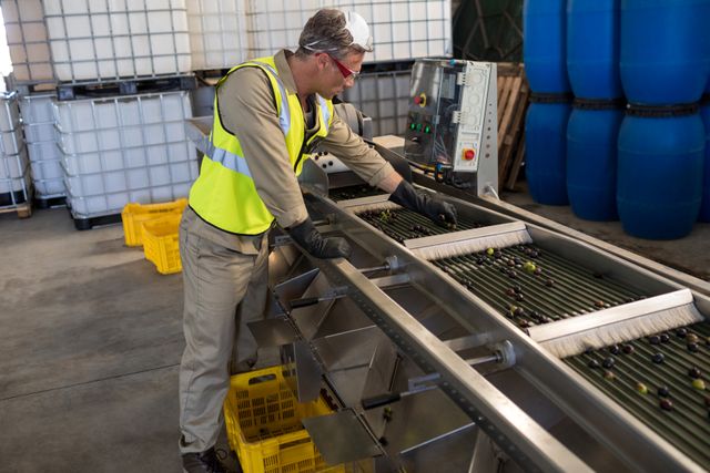 Technician examining olive on conveyor belt in oil factory
