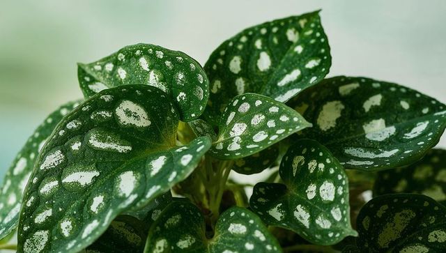 Glossy silver-spotted variegated houseplant leaves showing bold pattern, texture, macro