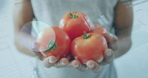 Holding three ripe tomatoes in cupped hands with data overlay, modern food technology