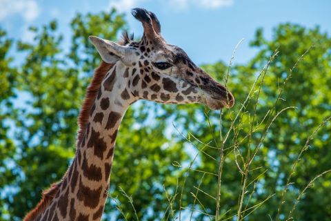 Majestic Giraffe Browsing Tender Branches Against Blue Sky and Lush Green Trees