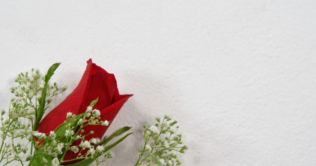 A vibrant red rose accompanied by delicate white flowers is positioned against a white background, with copy space. The composition evokes a sense of romance or celebration, perfect for expressing affection or marking special occasions.