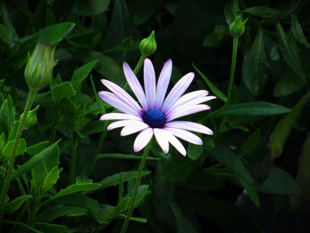 White and Blue Petal Flower - Download Free Stock Photos Pikwizard.com