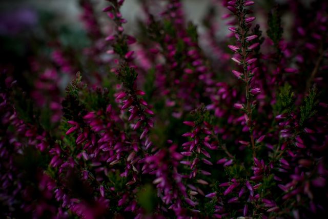 Close-up capturing vibrant purple heather flowers in full bloom. Suitable for use in gardening magazines, nature blogs, and floral-themed posters. Perfect for illustrating articles on plant care or highlighting the beauty of natural flora.