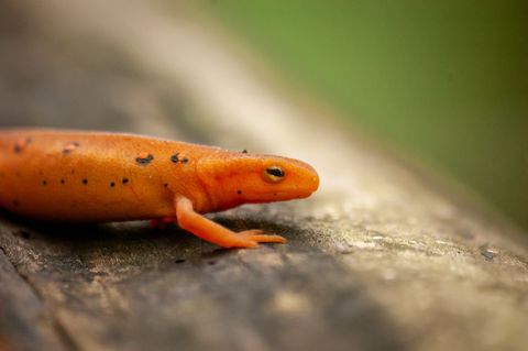 Close-up of red spotted newt resting on log in forest