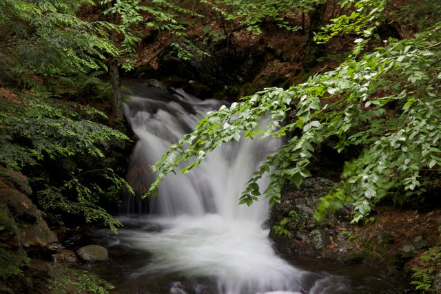 Tranquil Forest Waterfall with Lush Greenery - Download Free Stock Photos Pikwizard.com