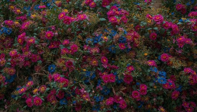 Blooming magenta and blue daisy groundcover creating lush floral carpet with dried seedheads