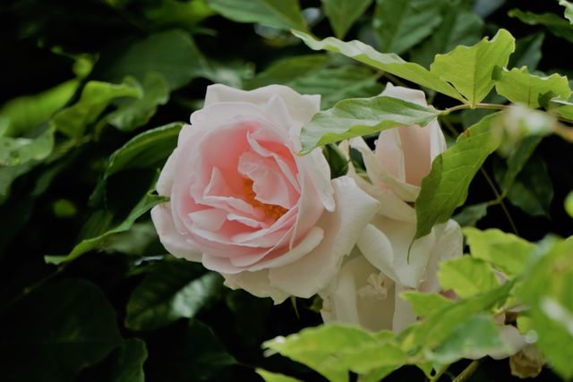 Blooming pink rose among vibrant greenery captures natural beauty and freshness. Ideal for garden-themed projects, floral arrangements, romantic cards, or nature-focused materials, it evokes a sense of tranquility and growth.
