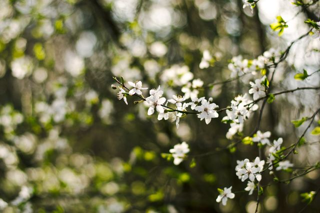 Cherry blossoms blooming on a branch with sunlight filtering through trees in the background. Delicate white petals and green leaves create a serene and spring time mood. Perfect for themes related to nature, spring, floral beauty, tranquility, and garden decorations.