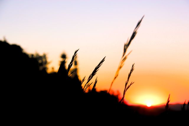 Tranquil Sunset with Silhouetted Grass and Orange Sky - Download Free Stock Photos Pikwizard.com