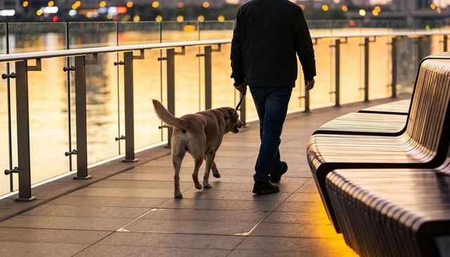 Man walking yellow labrador waterfront promenade at golden sunset passing glass railing