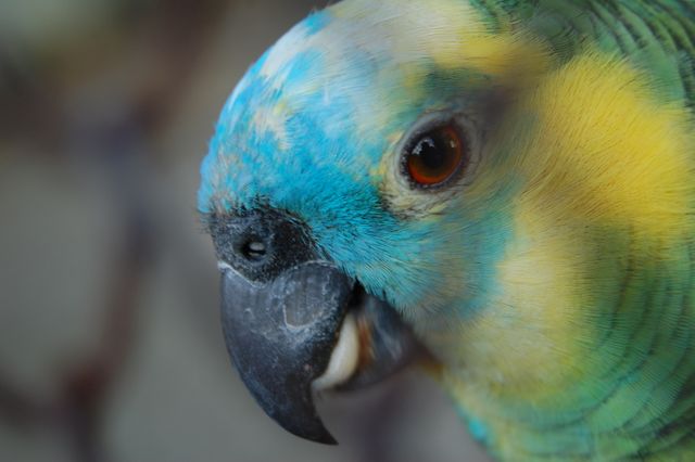 Close-Up of Colorful Parrot Head with Vibrant Feathers - Download Free Stock Photos Pikwizard.com