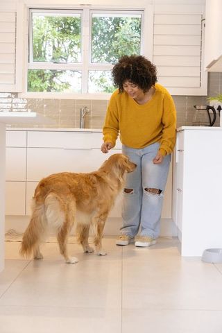 Bending woman offering treat to golden retriever in bright modern kitchen interior